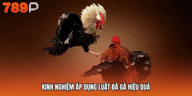 Kinh nghiệm áp dụng luật đá gà hiệu quả