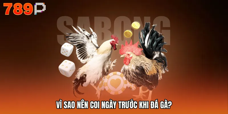 Vì sao nên coi ngày trước khi đá gà?